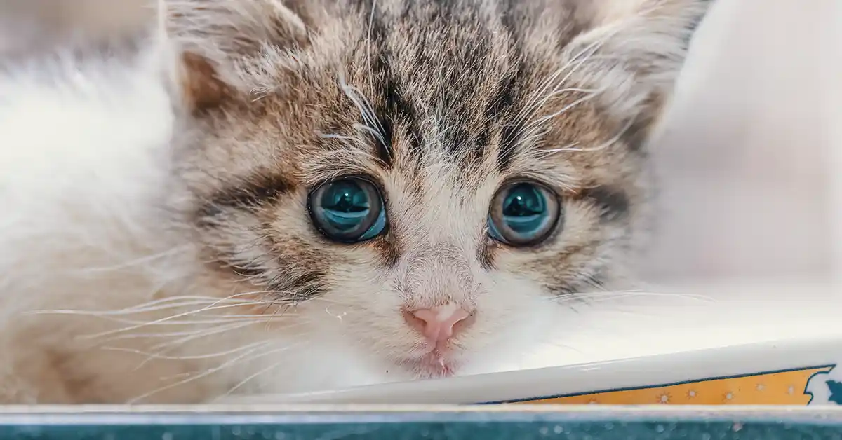 Gato pode tomar iogurte natural?