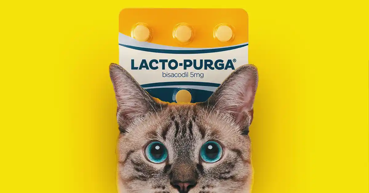 Gato pode tomar Lacto Purga?