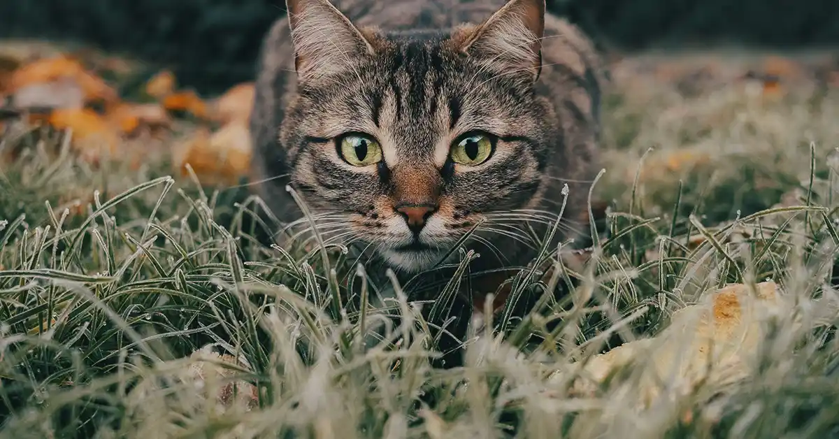 Gato pode tomar Lactopurga?