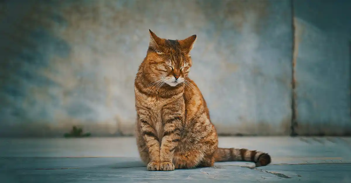 Gato pode tomar Luftal para Gases?