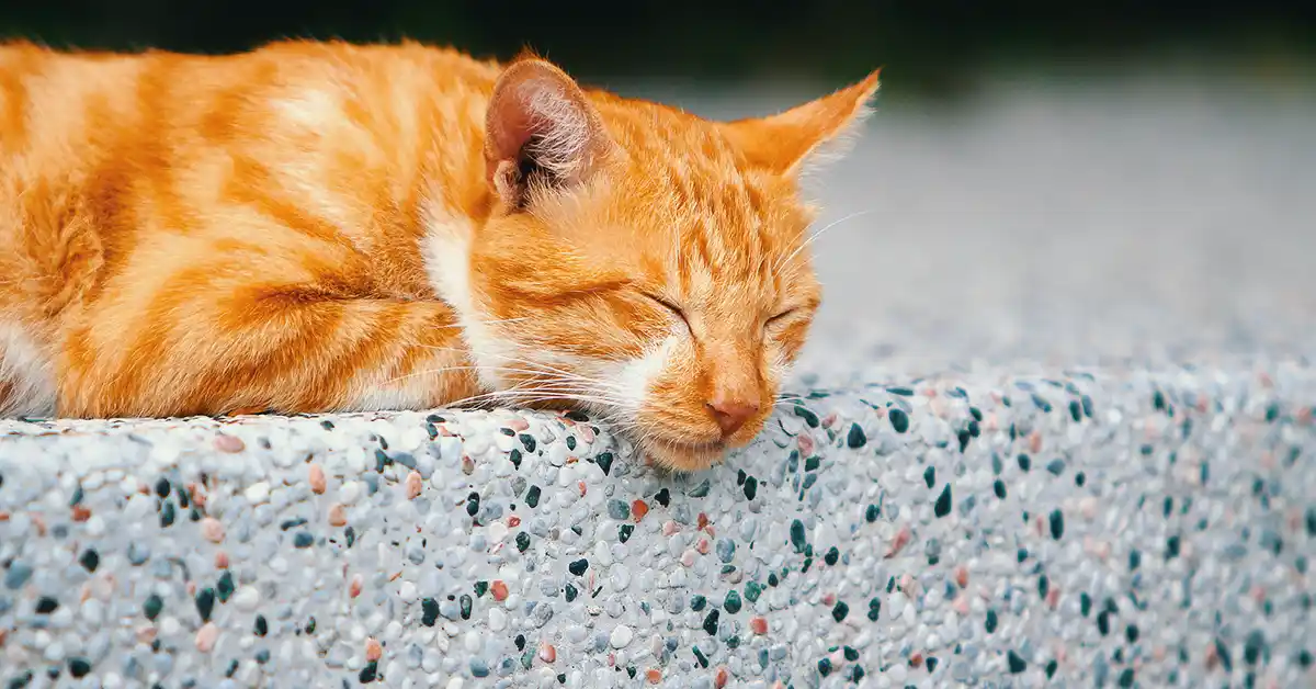 Gato pode tomar Neosaldina?