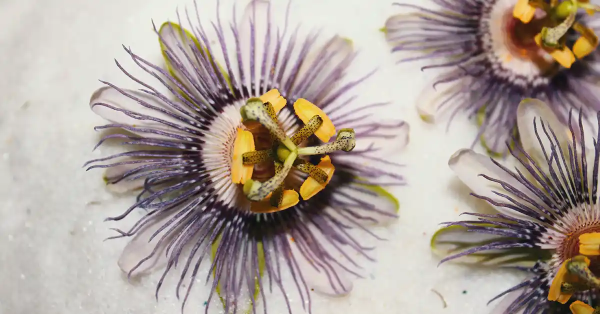 Gato pode tomar Passiflora