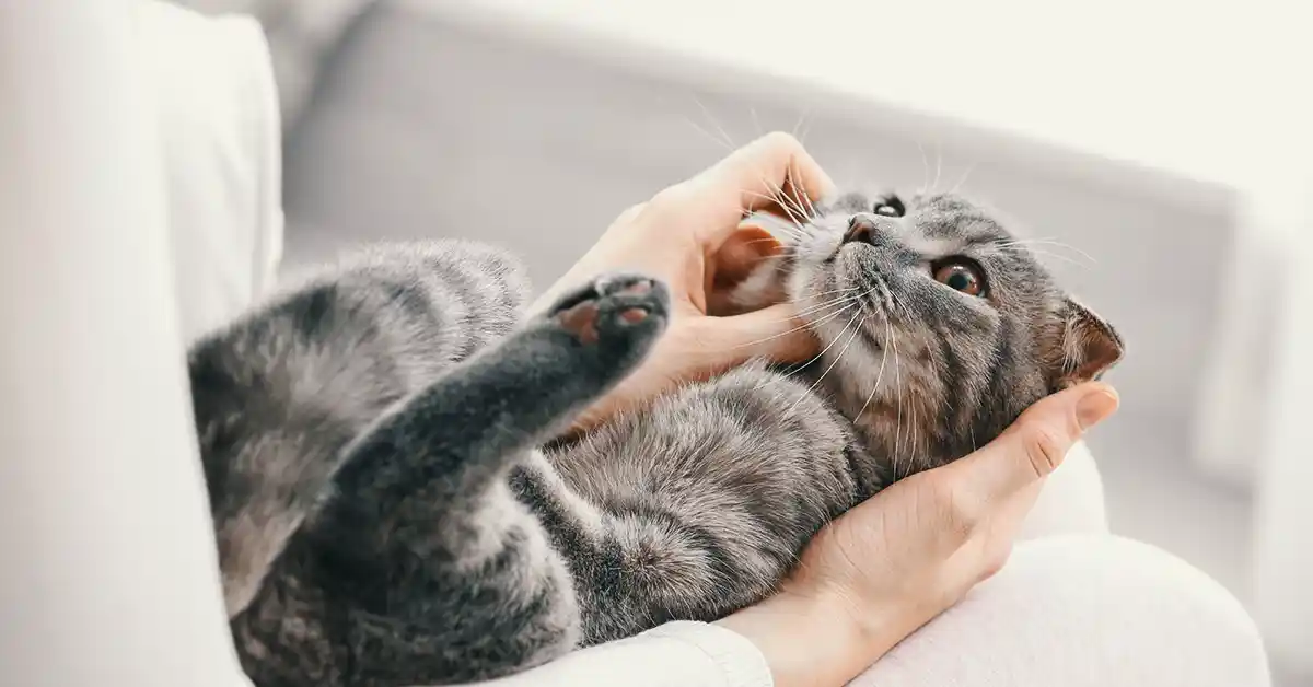 Gato pode tomar Quetiapina?