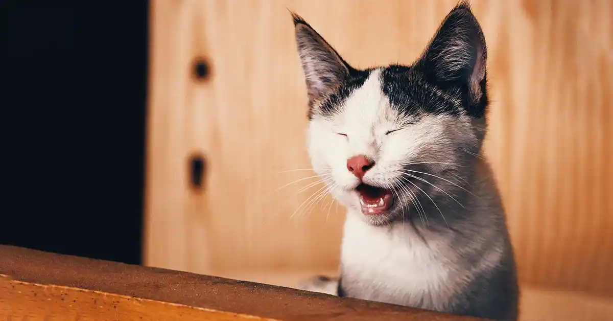Gato pode tomar remédio para tosse?