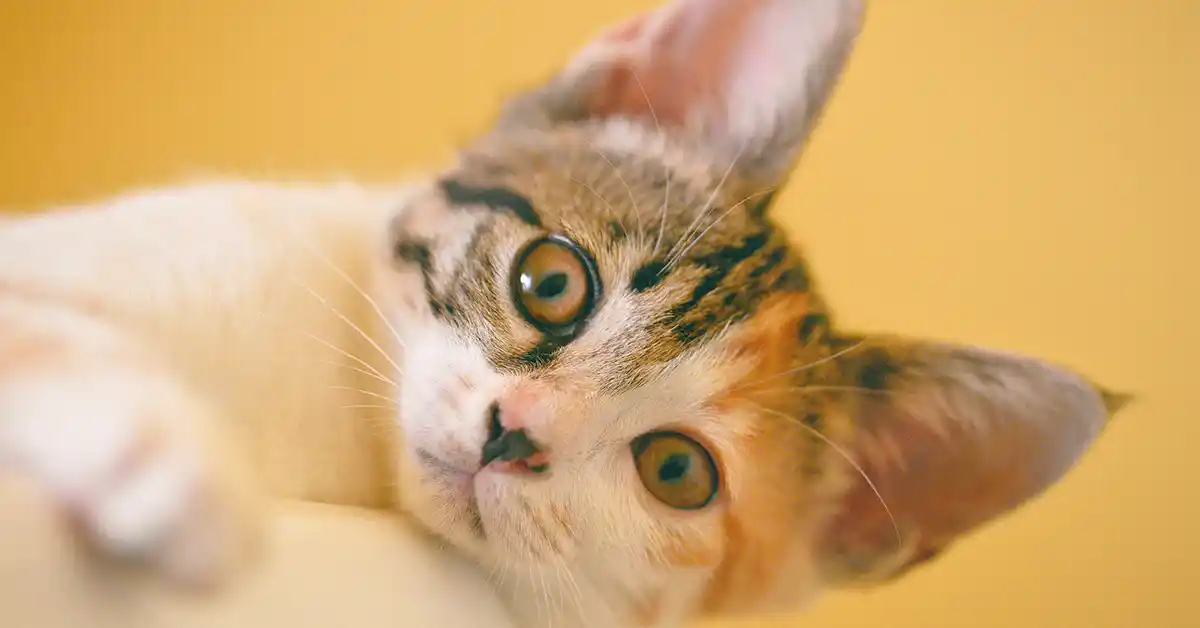 Gato pode tomar vacina e vermífugo no mesmo dia?
