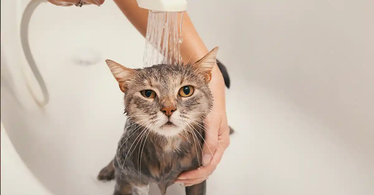 Gato pode Tomar Vacina no Cio?