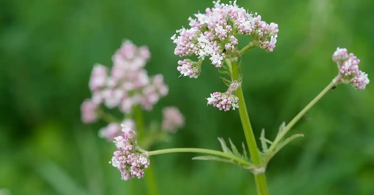 Gato pode Tomar Valeriana?