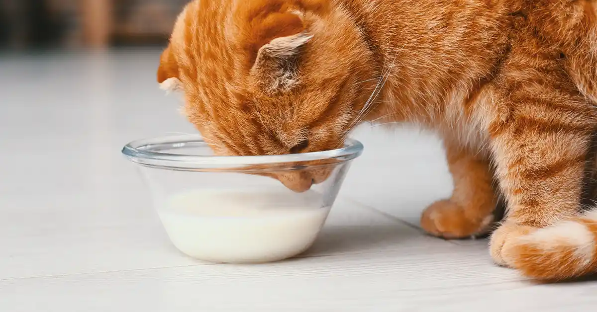 Gato Pode Tomar Vitamina?