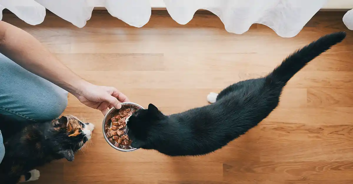 Gato pode Tomar Vitamina D?