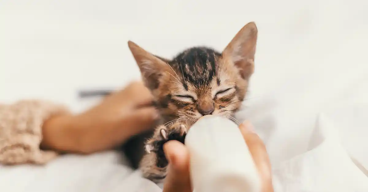 Gato recém nascido pode tomar leite de vaca?