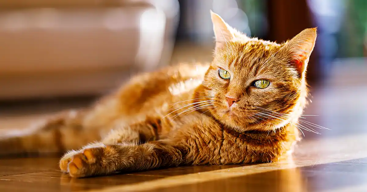 É bom Gato tomar Sol?