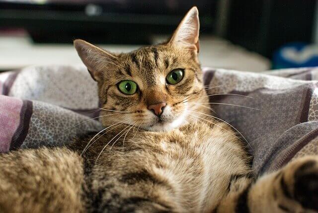 Gatos podem comer arroz branco ou integral? É bom e seguro, ou ruim para eles?