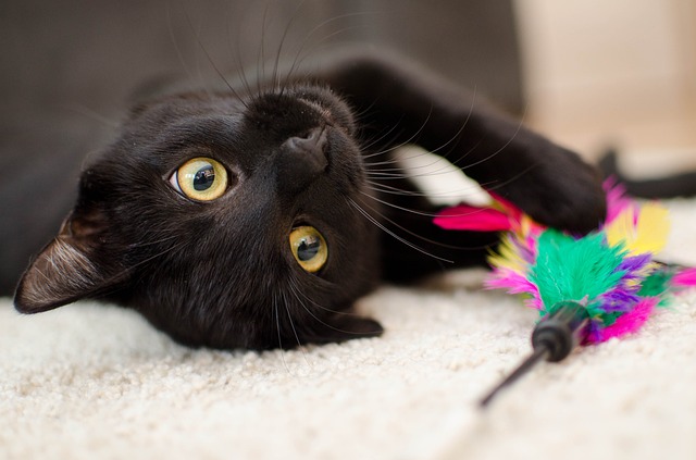 Gatos podem pegar Bordetella canino?