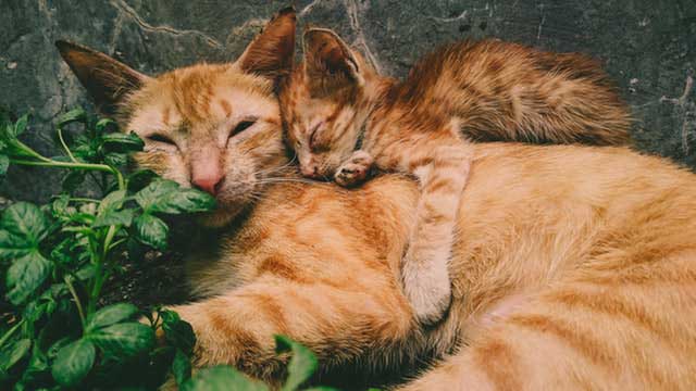 Gatos podem ser vegetarianos?