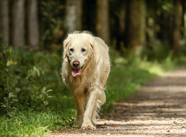 Gerenciando os problemas dos cães mais velhos