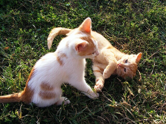 Gravidez psicológica em gatas | Gravidez falsa em gata