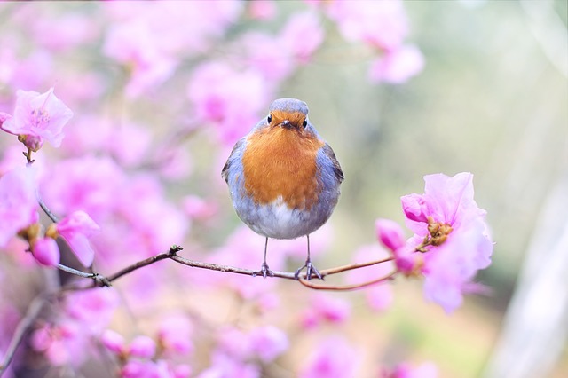 Gripe aviária em aves