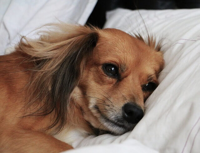 Gripe canina: Mantenha seu animal de estimação seguro