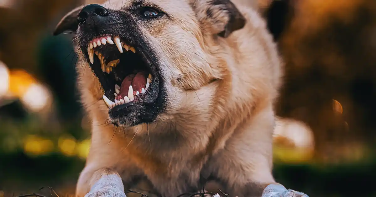 Hábitos humanos que os cães odeiam