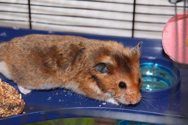 Hamsters podem comer uvas?