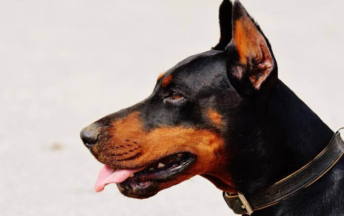 Hemangiossarcoma em cães