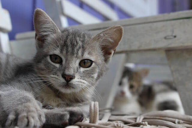 Hepatite em gatos - causas, sintomas e tratamento