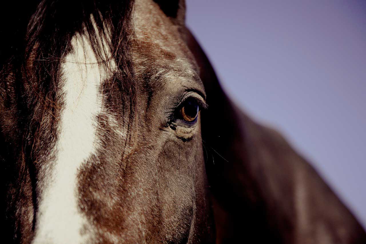 Hiperlipemia | Desordem do sangue em cavalos