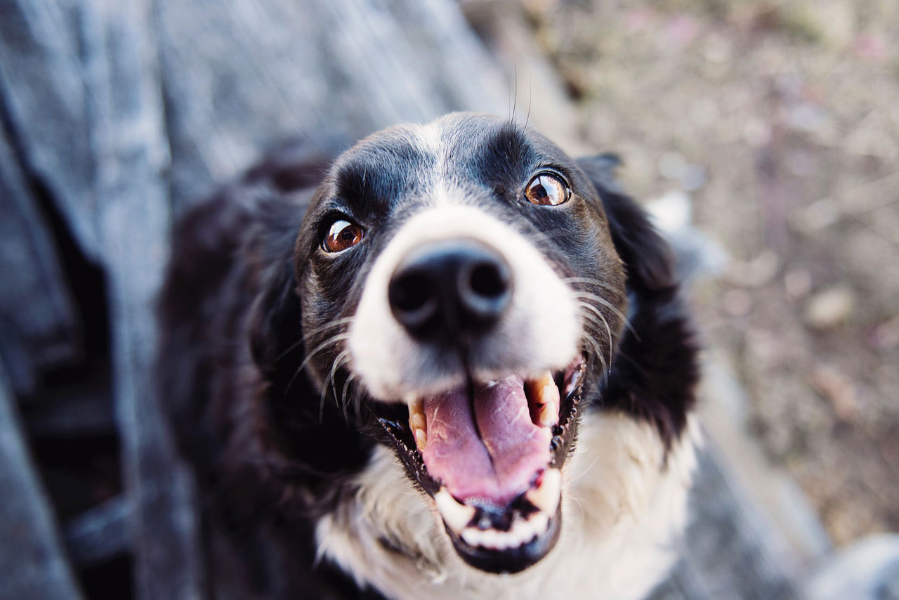 Hipertermia e Insolação em cães | Sintomas e Tratamento