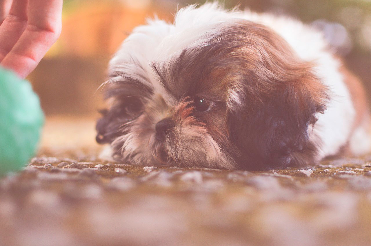 Hipoglicemia em cães | Causas, Sintomas e Tratamento