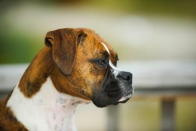 Histiocitomas em cães