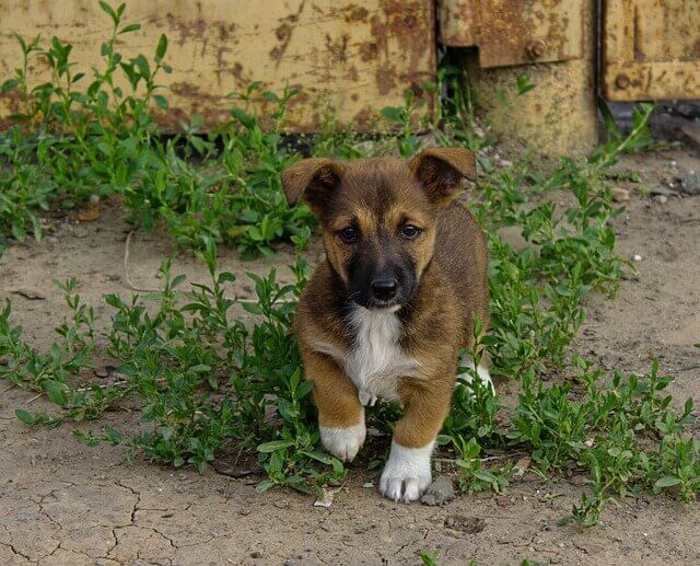 Infecção Bacteriana (campilobacteriose) em cães