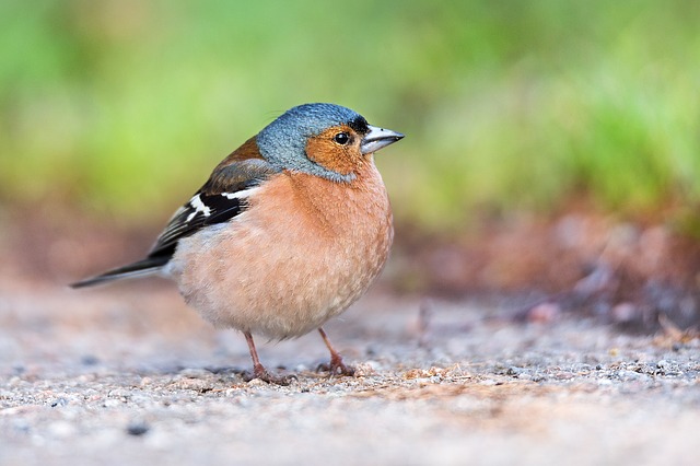 Infecção bacteriana de intestino delgado em aves