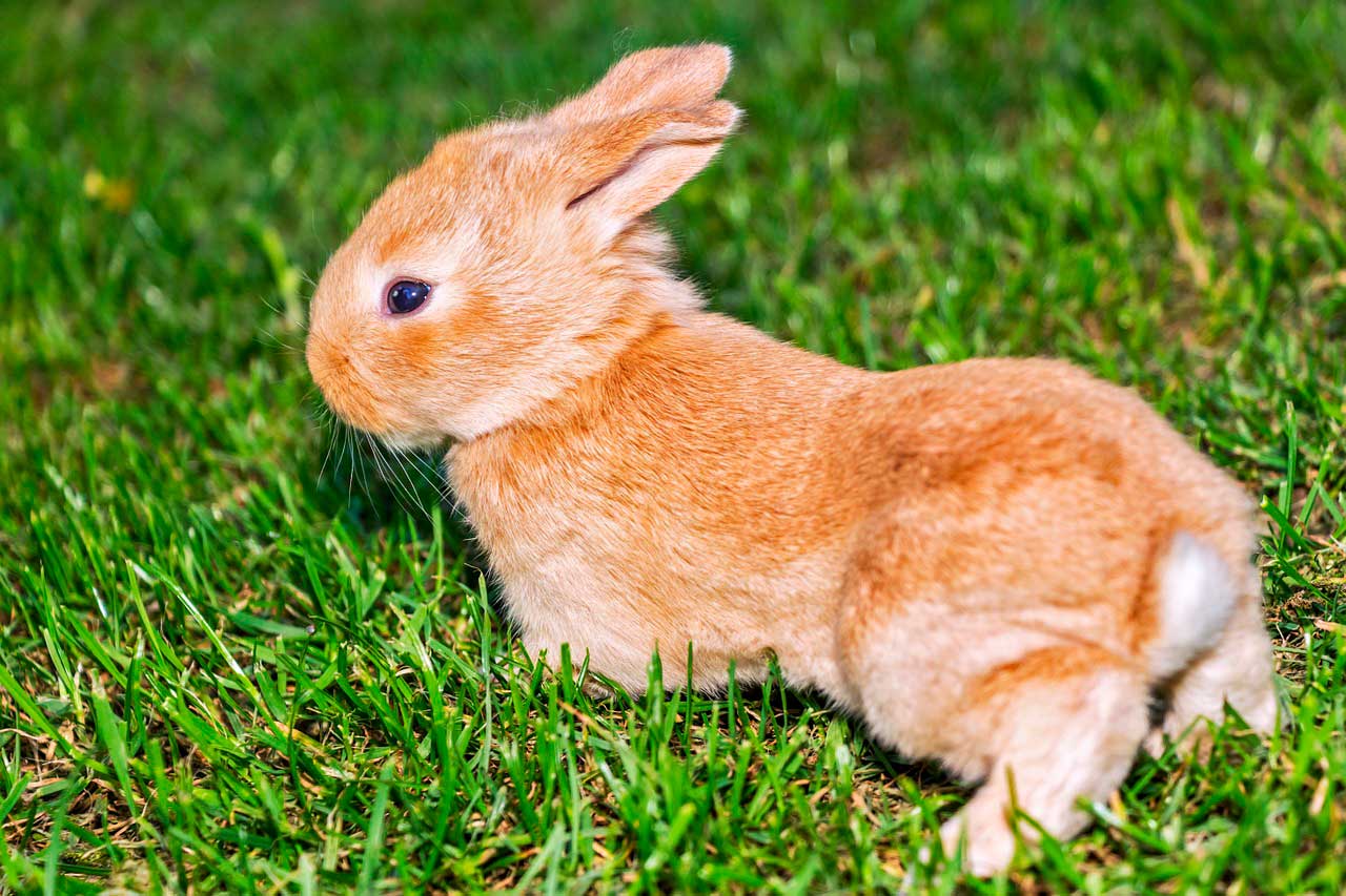 Infecção bacteriana da pele em coelhos