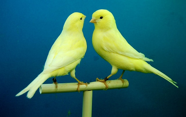 Infecção por ácaros do saco aéreo em aves