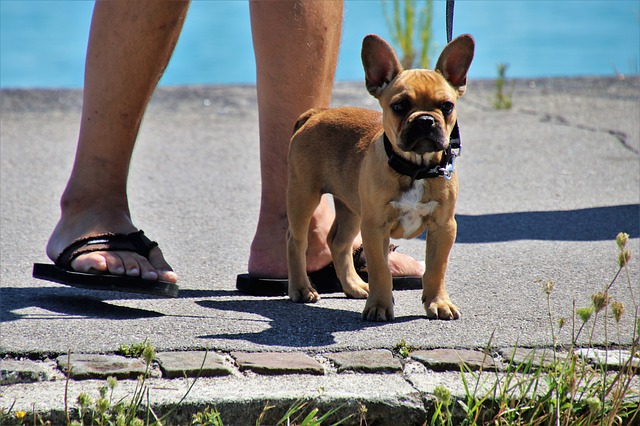 Infecção por Coronavírus Canino em Cães