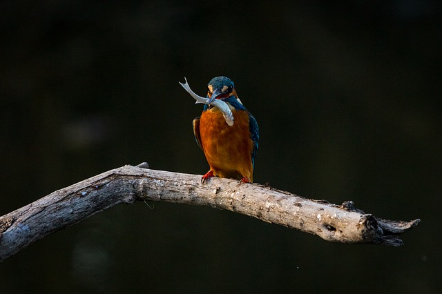 Infecções cutâneas bacterianas e fúngicas em aves