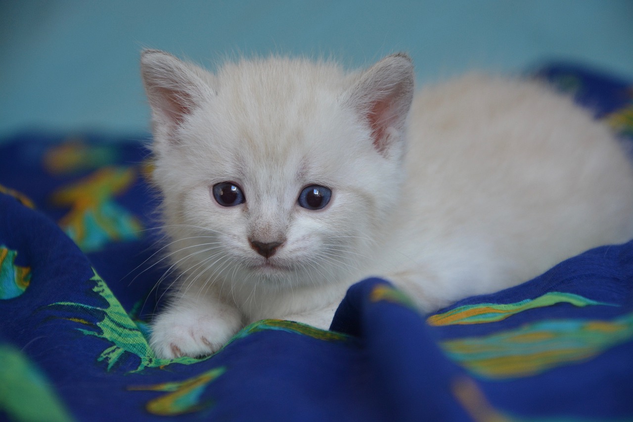 Infecções respiratórias em gatos