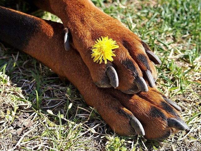 Panosteíte | Inflamação óssea em cães