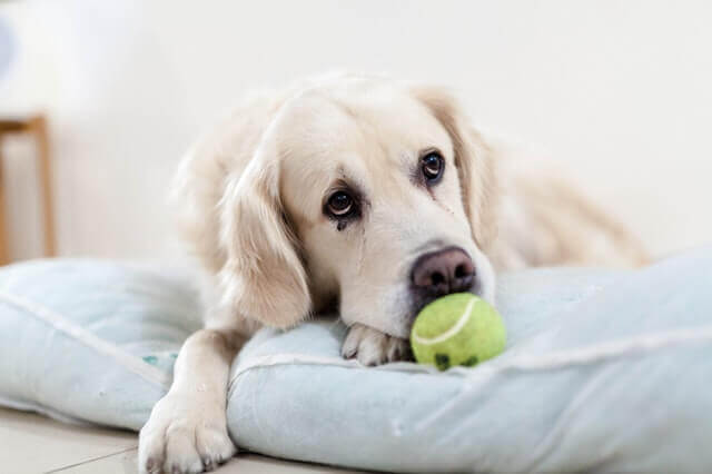 Inflamação do pâncreas em cães