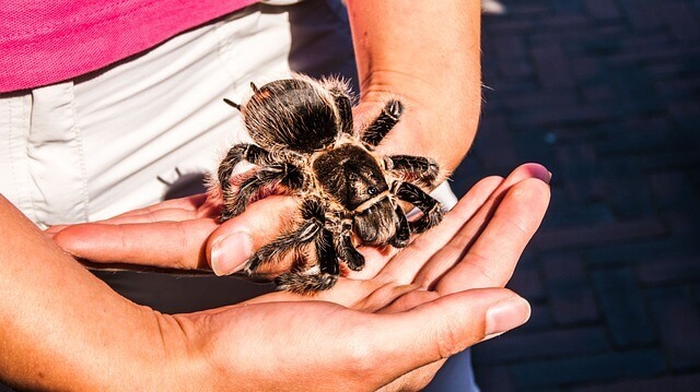 Insetos, aranhas, escorpiões e milípedes