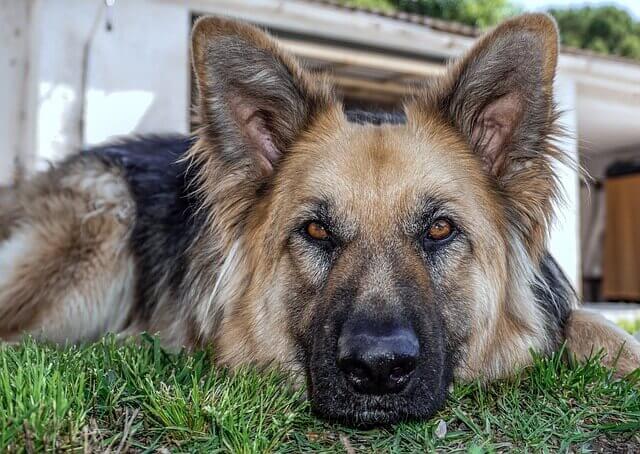 Insulinoma em Cães