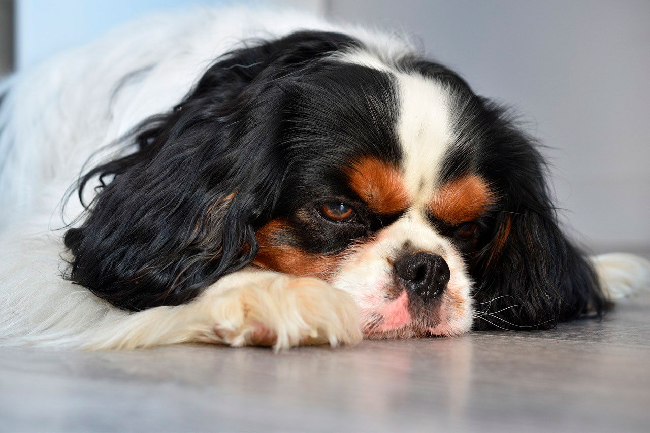 Intoxicação por anfetaminas em cães | Causas, Sintomas e Tratamento