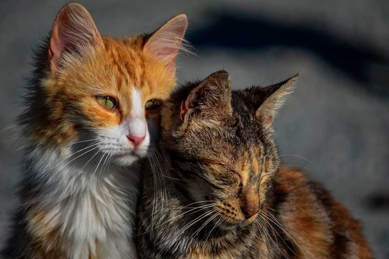 Intoxicação por inseticida em gatos