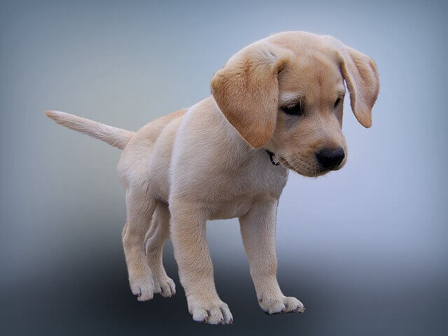 Labrador Retriever