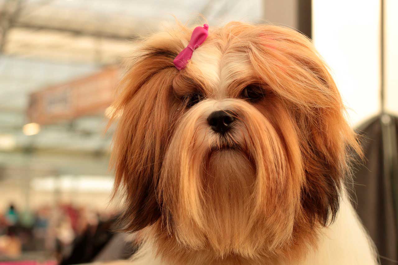 Lhasa Apso e olhos secos