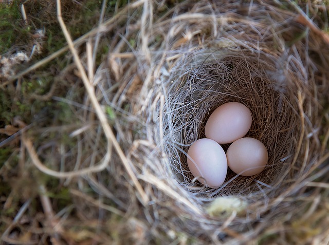 Ligação de ovos em aves
