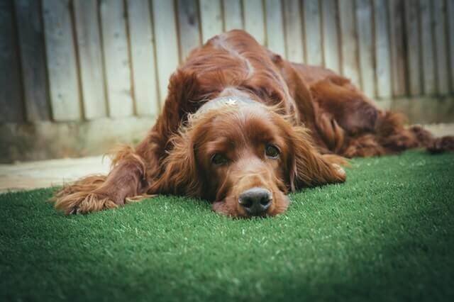 Loperamida para tratar diarreia em cães