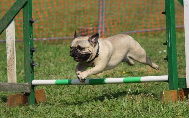 Luxação patelar em cães