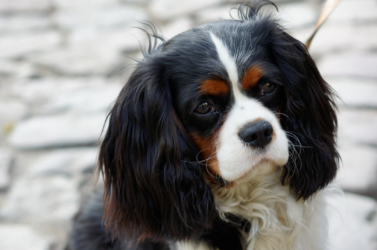 Malformações de Chiari em cães