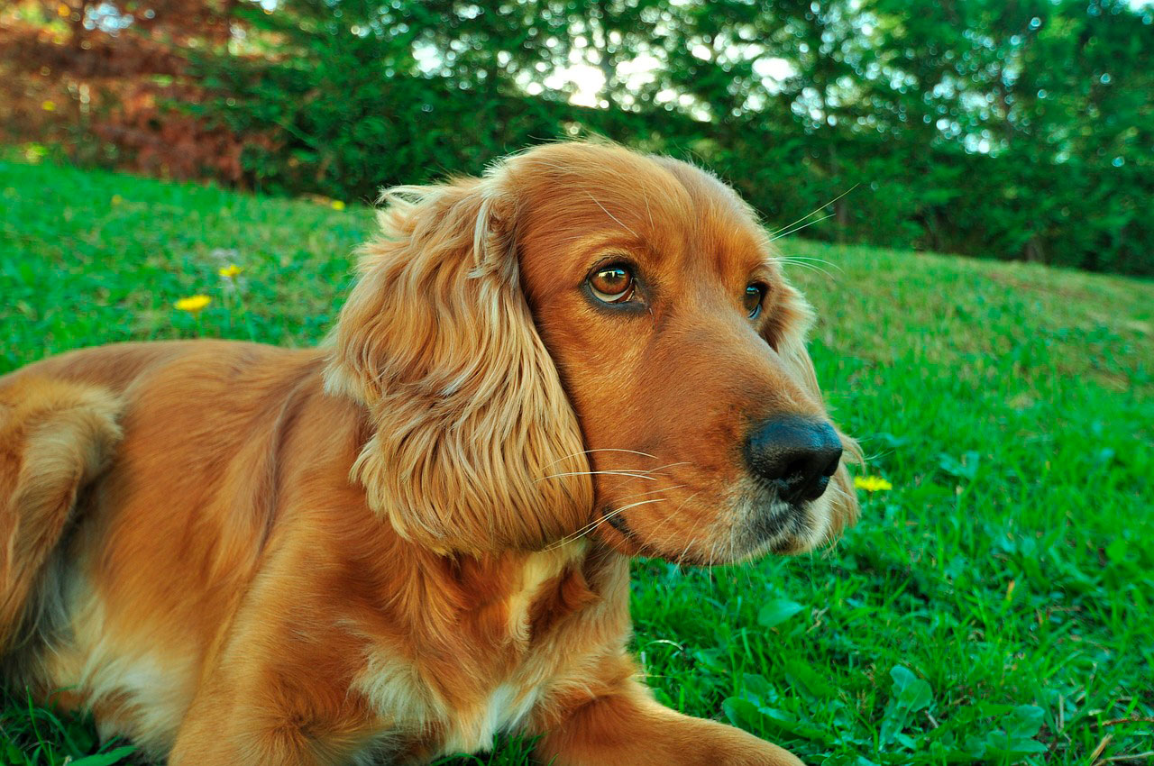 Manchas de lágrimas em Cocker Spaniels